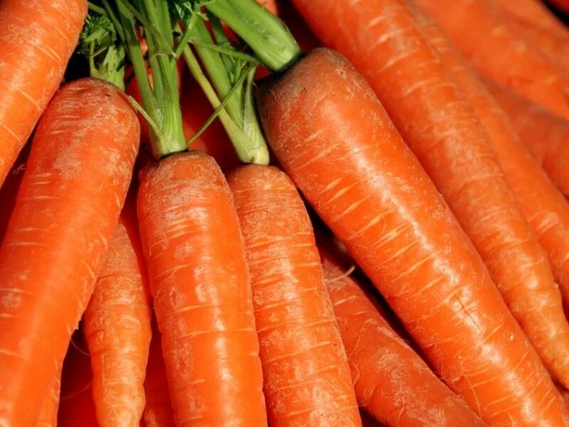 Лучшие сорта моркови. 