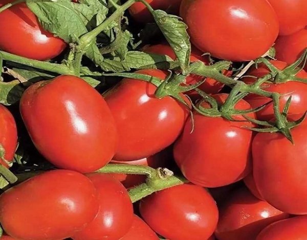Ранние помидоры для теплицы из поликарбоната - лучшие сорта 