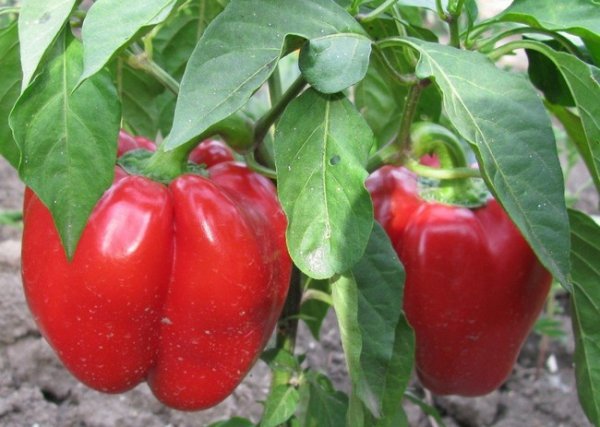 Семена перца болгарского лучшие сорта для теплицы и открытого грунта 