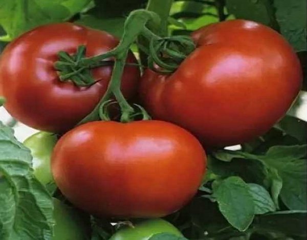 Семена томатов фирмы Партнер. Каталог помидор с описанием 
