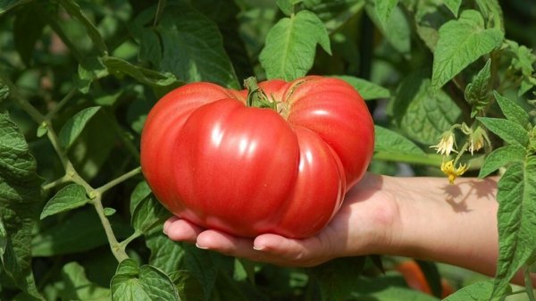 Мясистые помидоры - ранние сорта для открытого грунта 
