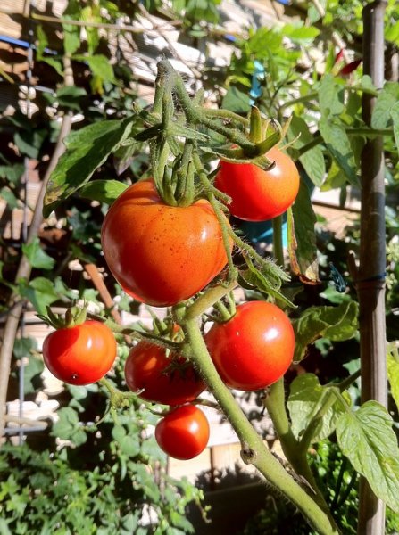 Как подвязывать помидоры в открытом грунте правильно? 