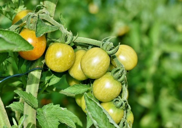 Как пасынковать помидоры в открытом грунте 