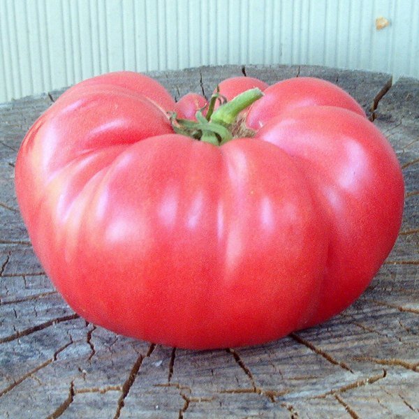 Сладкие крупные помидоры для теплиц. Самые лучшие сорта 