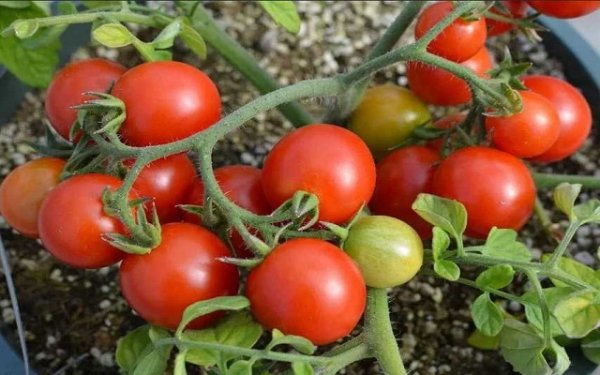 Семена томатов фирмы Седек. Каталог помидор с описанием