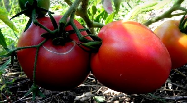 Крупные сорта помидор для открытого грунта 