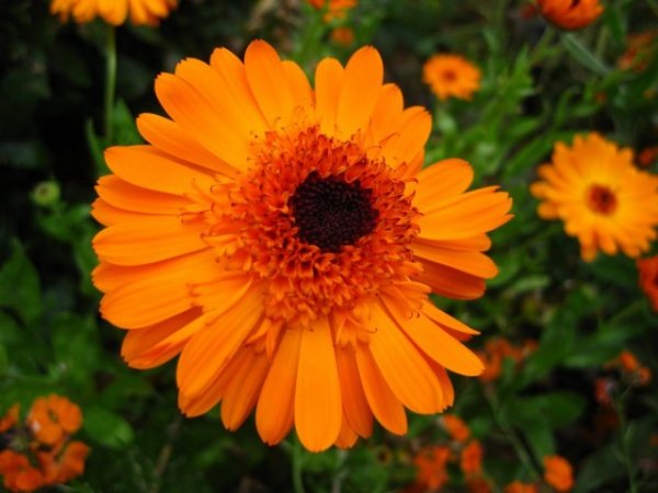 ТОП-10 лучших однолетних цветов для дачи и сада 