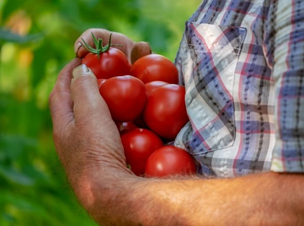 Мясистые помидоры - ранние сорта для открытого грунта 