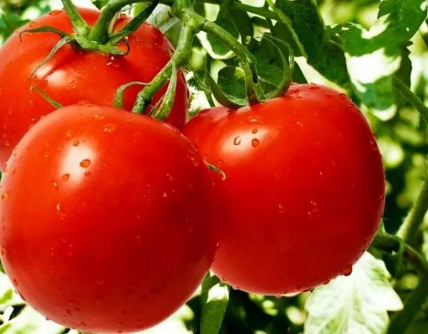 Ранние помидоры для теплицы из поликарбоната - лучшие сорта 