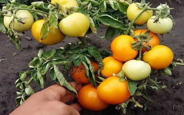 Семена томатов фирмы Седек. Каталог помидор с описанием 