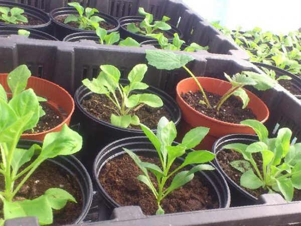 Как вырастить кустовую петунию из семян в домашних условиях 