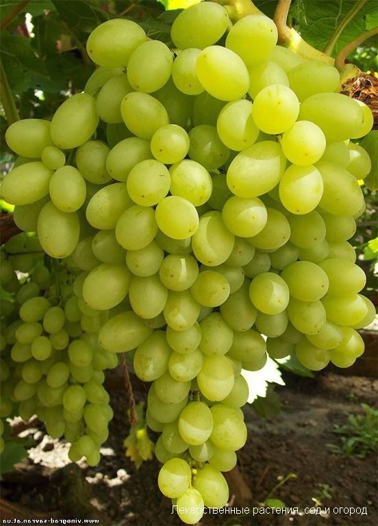 Сорт винограда Столетие - описание с фото, отзывы 