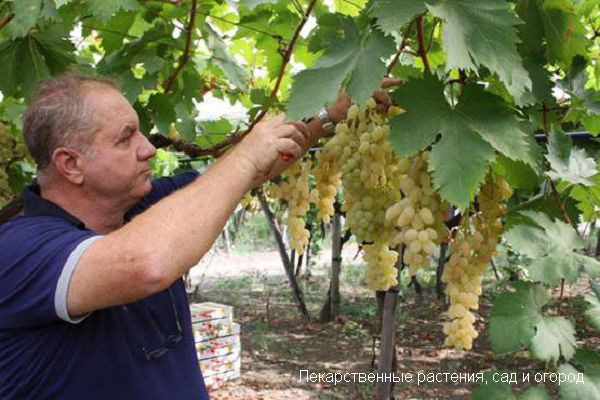Сорт винограда Столетие - описание с фото, отзывы и выращивание. 