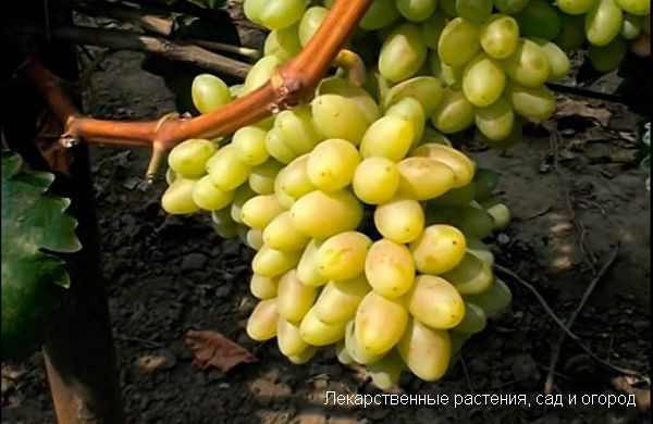 Сорт винограда Столетие - описание с фото, отзывы 