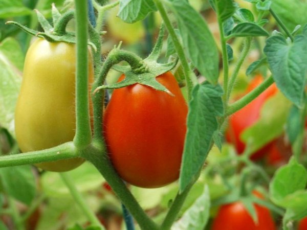 Как посадить рассаду помидоров в домашних условиях. 