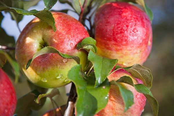 Обрезка яблони весной для начинающих в картинках пошагово. 