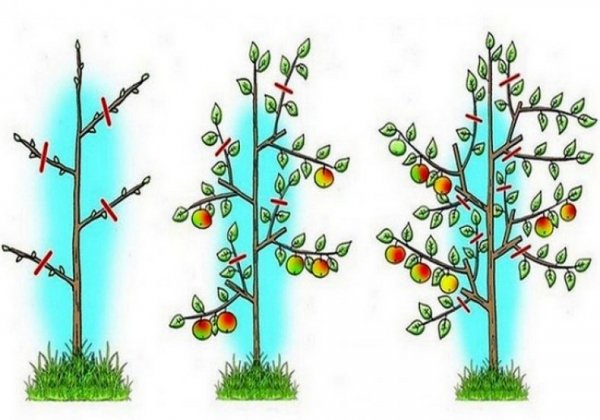 Обрезка плодовых деревьев весной как обрезать дерево правильно? 