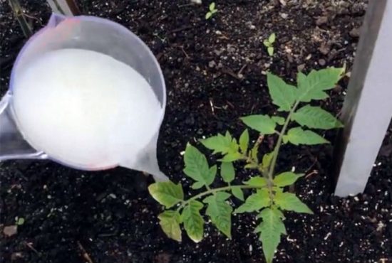 Как посадить рассаду помидоров в домашних условиях 
