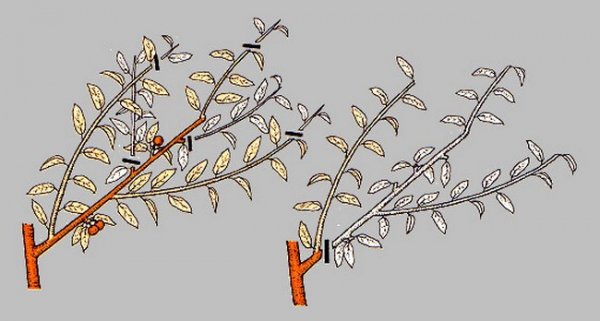 Обрезка персика весной для начинающих в картинках пошагово 