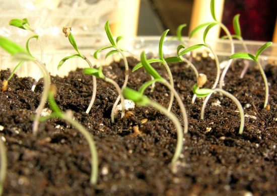 Как посадить рассаду помидоров в домашних условиях 