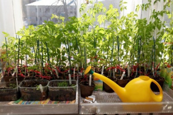 Чем полить рассаду помидор чтобы росли крепкими и не вытягивались? 