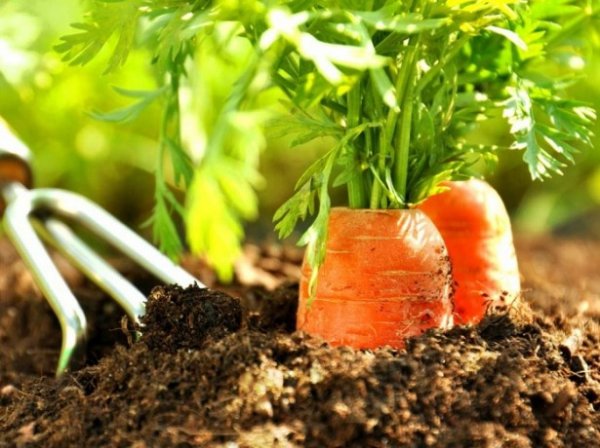 Посадка моркови весной посев когда сеять как сажать правильно 