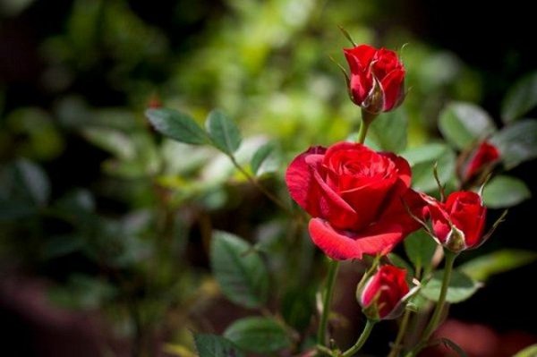 Чем обрабатывать розы весной после открытия 