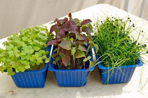 Микрозелень в домашних условиях как вырастить самому. 