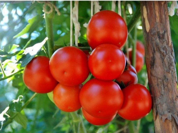 Болезни рассады томатов фото и их лечение 