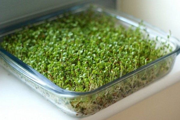 Микрозелень в домашних условиях как вырастить самому. 