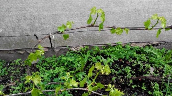 Виноград весной обработка и подкормка 