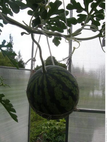 Лунный арбуз - выращивание и уход в домашних условиях. 