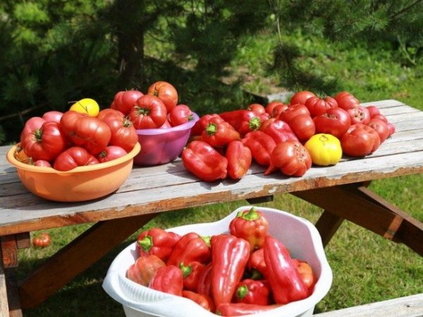 Подкормка рассады перца и томатов. 