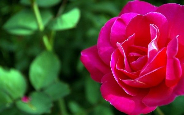 Обработка роз весной от болезней и вредителей ранней весной 