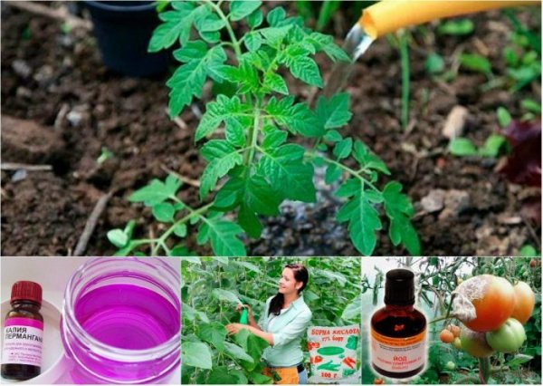Чем полить рассаду помидор чтобы росли крепкими 