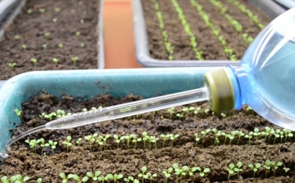 Как вырастить петунию из семян в домашних условиях на рассаду? 