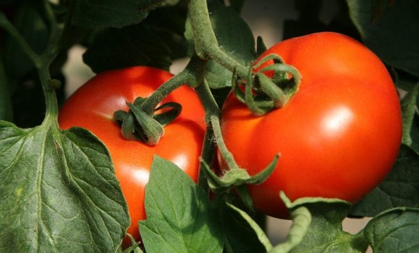 Болезни рассады томатов описание с фото и способы лечения 