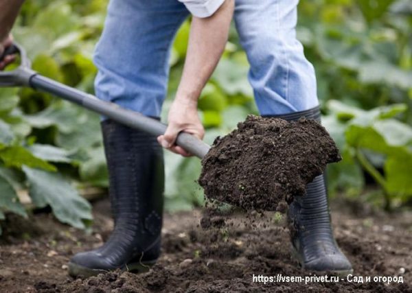 Обработка почвы для повышения урожайности. 
