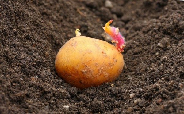 Благоприятные дни для посадки картофеля в мае 2019 по лунному календарю. 