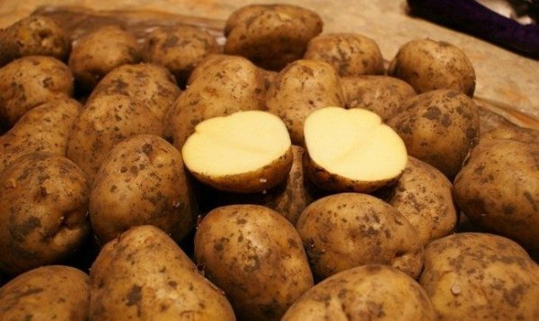 Сорта картофеля с желтой мякотью фото и описание 