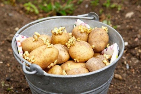 Обработка картофеля перед посадкой от болезней. 