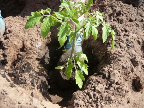 Высадка рассады помидор в открытый грунт в мае 2019 года по лунному календарю. 