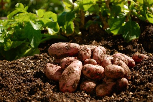 Посадка картофеля в мае 2019 благоприятные дни 