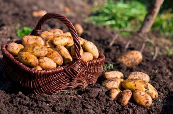 Благоприятные дни для посадки картофеля в мае 2019 по лунному календарю 