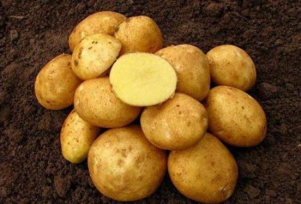 Сорта картофеля с желтой мякотью фото и описание 