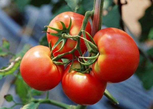 Подкормка помидор какие удобрения и когда использовать? 