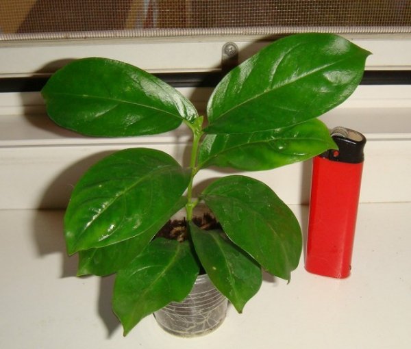 Кубанола доминиканская считается одним из самых сложных растений для самостоятельного размножения
