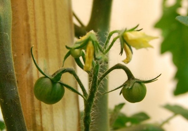 Почему у помидоров опадают цветы и что делать в теплице? 