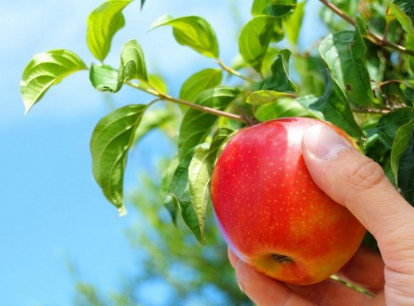 Подкормка яблонь летом удобрениями и народными средствами. 