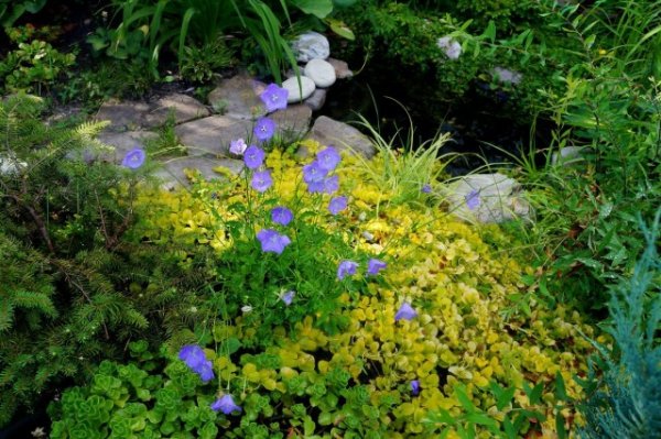 Как установить и оформить пластиковый пруд в саду. Выбор чаши, декор и озеленение 